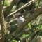 Photo of long-tailed tit