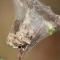 Photon of Brown-tailed moth larvae