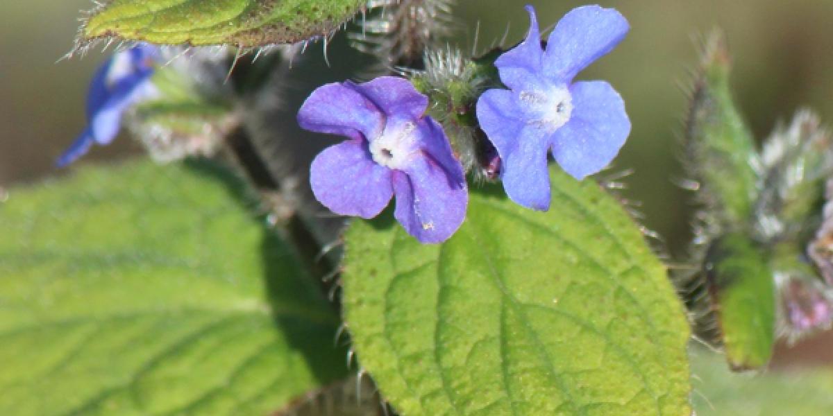 Photo of flower of green alkanet plant