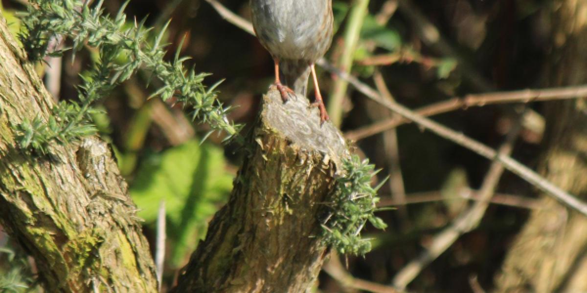 Photon of dunnock on branch