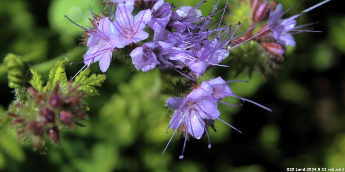 Photo of Tansy flower in our butterfly-friendly planter