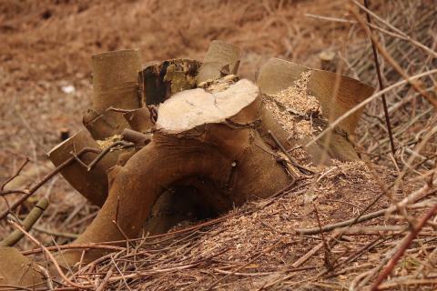 Tree stump top of Links Road