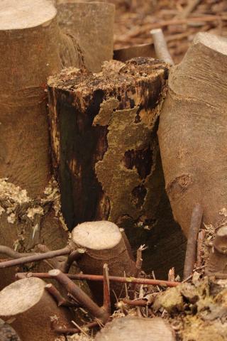  Close-up tree stump top of links road
