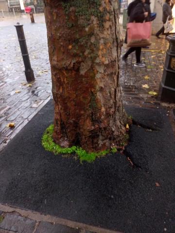  A tree in pavement in Norwich