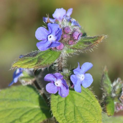 Photo of flower of green alkanet plant