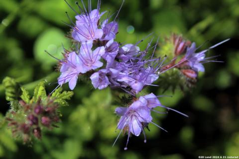 Photo of Tansy flower in our butterfly-friendly planter