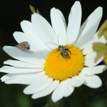 Image swollen-thighed beetle and nettletap moth