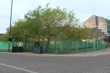 Triangle Trees 10th November 2022